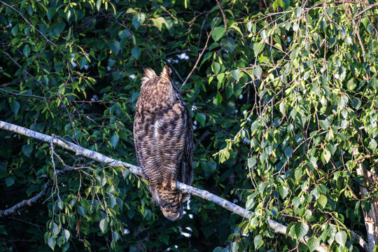 Great horned owl