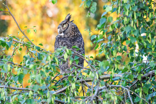 Great horned owl