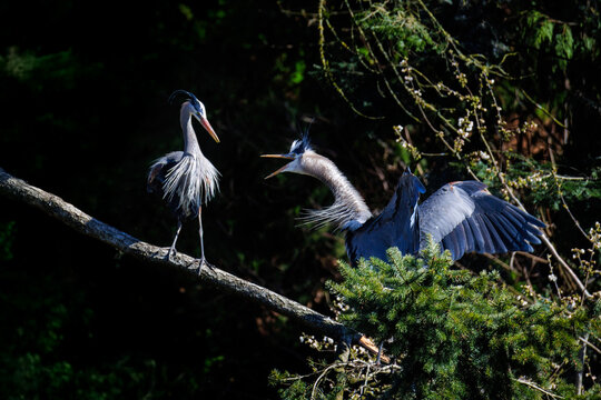Great blue heron
