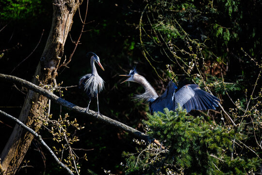 Great blue heron