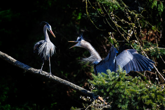 Great blue heron
