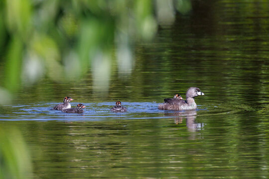 Pied billed Grebe baby