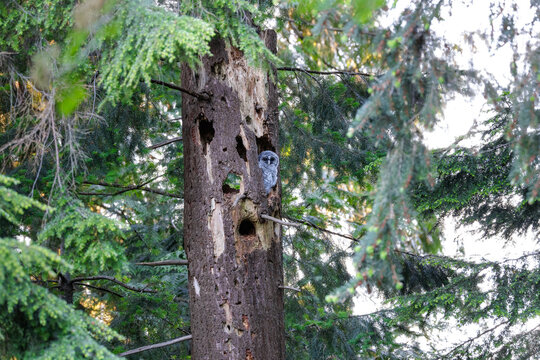 barred owl owlet