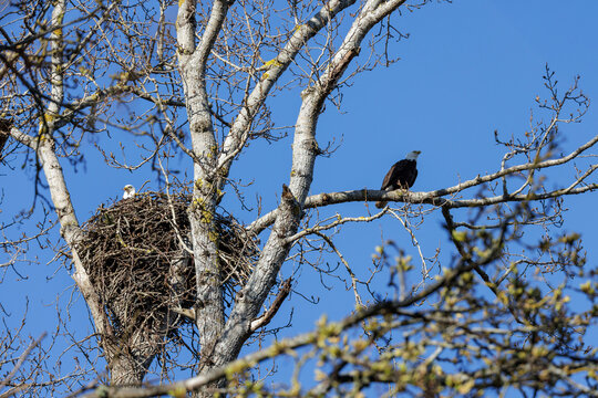 Bald eagle bird