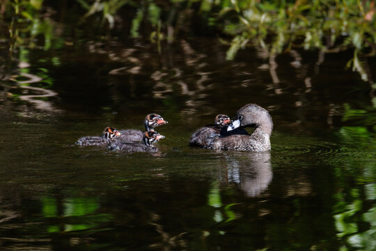 Pied billed Grebe baby