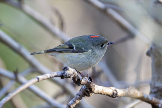 Ruby-crowned kinglet bird