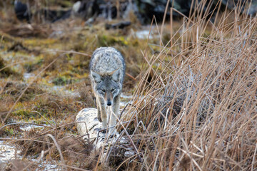coyote wolf © Feng Yu