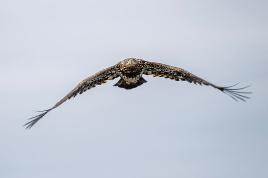 Bald eagle bird