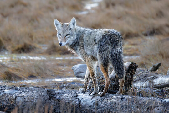 coyote wolf