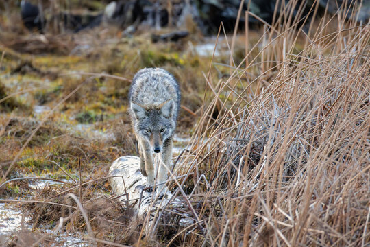 coyote wolf