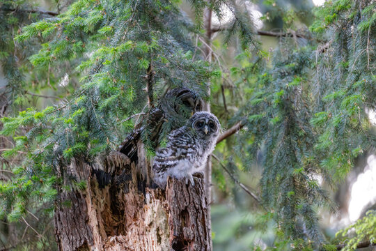 Barred Owl owlet