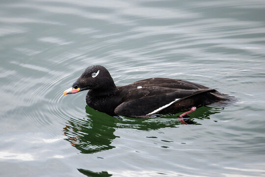 White-winged scoter bird