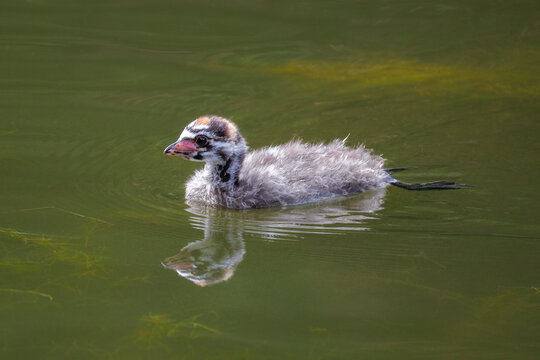 Pied billed Grebe baby