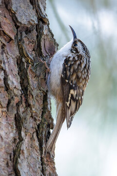 Brown creeper bird