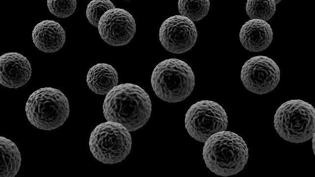 Sphere Shaped Bacteria