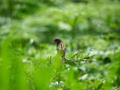 高原の草むらにホオアカがいた