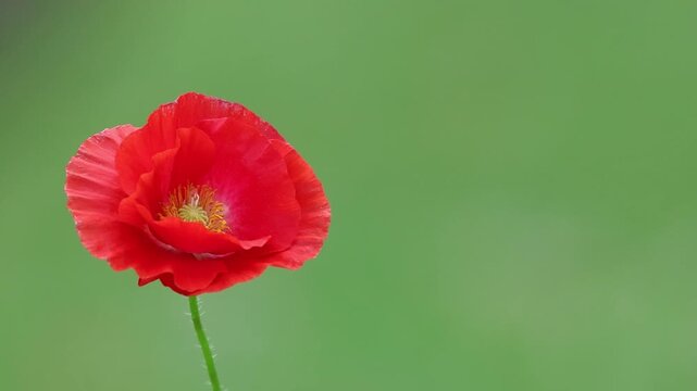 ed Poppy flower closeup sways gently green bokeh background