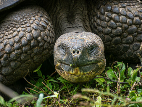 A close-up portrait of a giant Galapagos tortoise showing eyes, nostrils and scaly skin