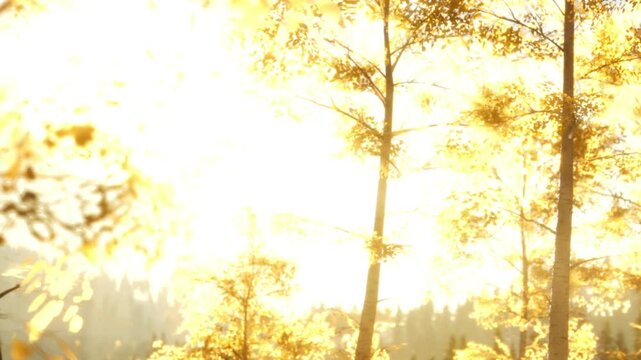 Sunlight filters through trees in a forest. Leaves show autumn colors. Rays of light create a warm atmosphere. The scene captures the beauty of nature and the changing seasons.