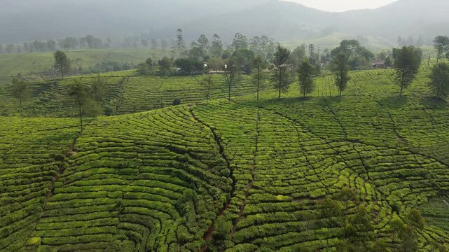 Aerial drone view of Gambung tea field terrace pattern in Ciwidey, Indonesia