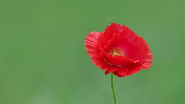 Red Poppy single isolated flower on right sways gently in soft breeze copy text space