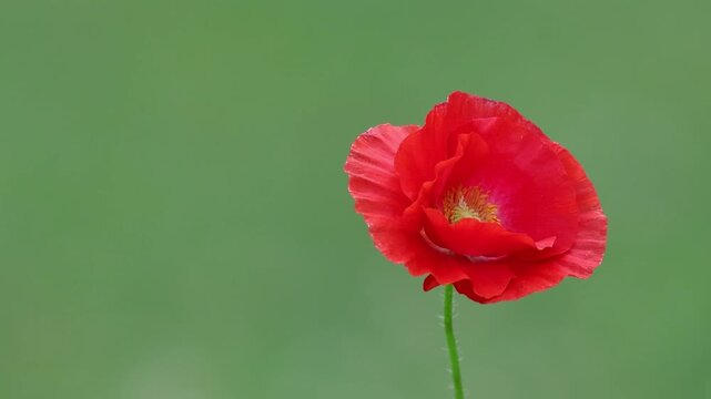 olo Red Poppy flower isolated on right sways gently green bokeh background 
