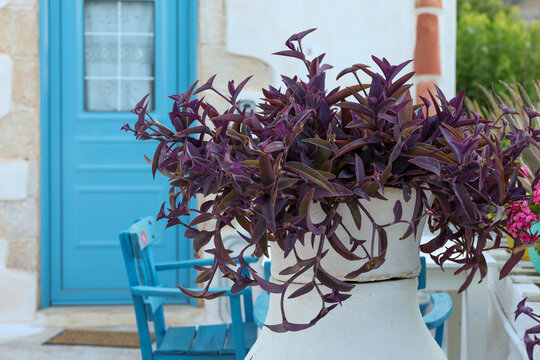 Purple foliage spills from a white planter beside a turquoise door and matching chairs, capturing the vivid color harmony and relaxed Mediterranean charm of a Greek island courtyard.