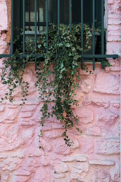 Trailing ivy cascades from a barred window on a pink stone wall, blending natural greenery with warm Mediterranean color and texture for a tranquil, timeless architectural scene.