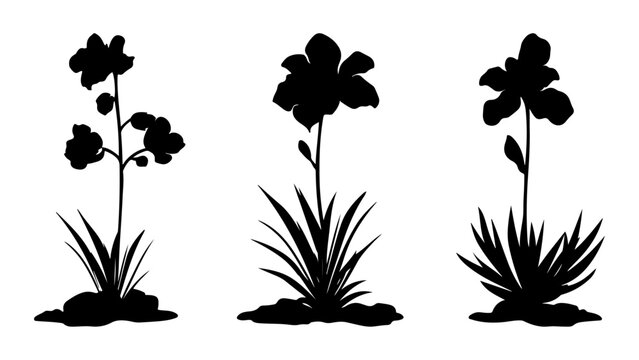 Silhouettes of Three Different Flower Plants in Black.