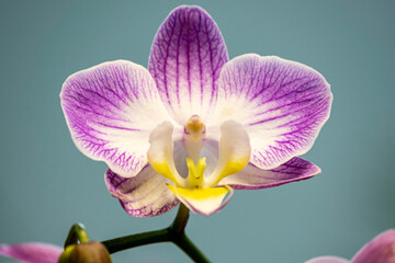 Obraz premium Colorful Orchid Flowers in Full Bloom. Exotic Orchid Blossoms with Vibrant Colors. Tropical Orchid Collection in Bloom.