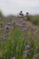 Obraz premium lavender field in provence