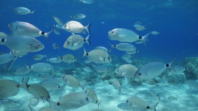 underwater fish scenery from mediterranean  sea breams ocean scenery underwater landscape seabreams  Diplodus sargus