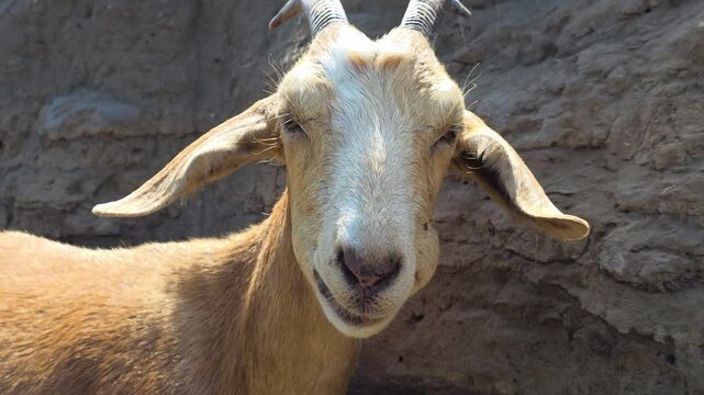 Brown farm goat ruminating with funny facial expressions and looking at the camera, humorous animal concept on a sunny day at the farm with a rocky background