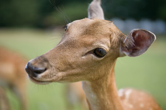 Close-Up of Young Fallow Deer Fawn Looking Away in Natural Park with Soft Green Background