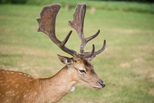 Majestic Fallow Deer Buck with Velvet Antlers Grazing in Summer Meadow Natural Wildlife Portrait