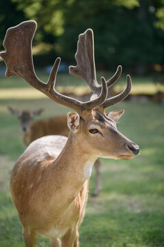 Beautiful Fallow Deer Buck with Velvet Antlers in Summer Park Wildlife Portrait with Soft Bokeh