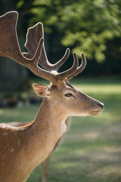 Beautiful Fallow Deer Buck with Velvet Antlers in Summer Park Wildlife Portrait with Soft Bokeh
