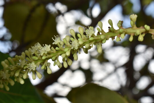 White, flower blossoms of a Seagrape (Coccoloba uvifera) in Toco, Trinidad. These flowers grow in dense, upright spikes called racemes and are common along tropical coastal beaches.