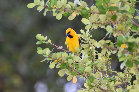 A Yellow Oriole (Icterus nigrogularis) bird perched on a tree in Trinidad and Tobago.