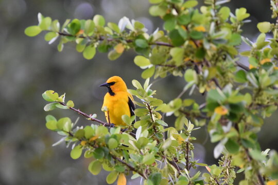 A Yellow Oriole (Icterus nigrogularis) bird perched on a tree in Trinidad and Tobago.