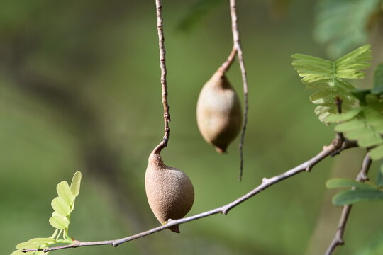 Tamarind pods (Tamarindus indica) hanging from a branch in Toco, Trinidad and Tobago. The pods are typically bean-shaped and contain a sticky, edible pulp that is used in beverages and food.