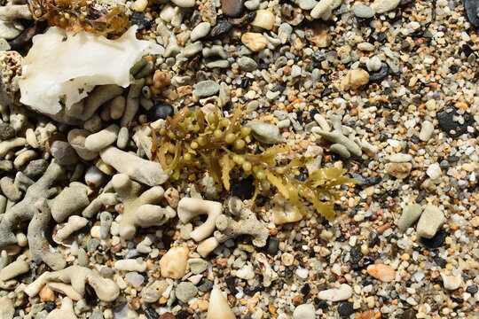 Sargassum, a genus of brown macroalgae or seaweed washed up on a sandy beach alongside coral fragments, in Toco, Trinidad and Tobago.