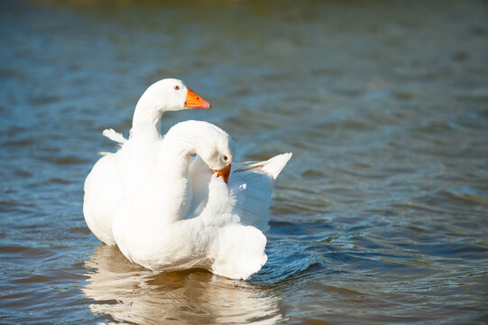 Emden geese paddling in a lake