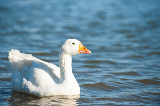 Emden goose paddling in a lake