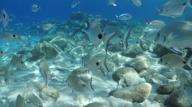 underwater fish scenery from mediterranean  sea breams ocean scenery underwater landscape seabreams  Diplodus sargus