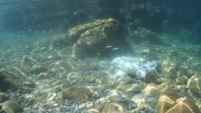 a dead shark underwater eaten by oter fish