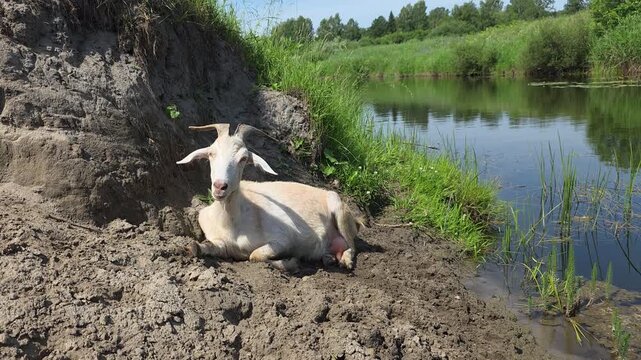 White goat with horns relaxing and chewing on a muddy riverbank during a sunny day, domestic animal grazing and ruminating in a rural landscape near the water