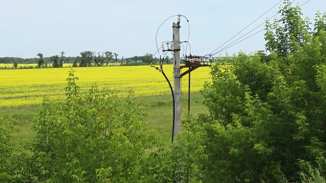 Power pole with high voltage transformer distributing electricity through overhead lines across a rural rapeseed field with vibrant yellow blossoms in the countryside
