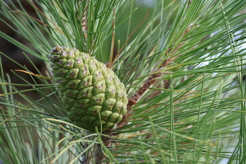 Close-up of green unripe pine cone on coniferous branch © Stepan