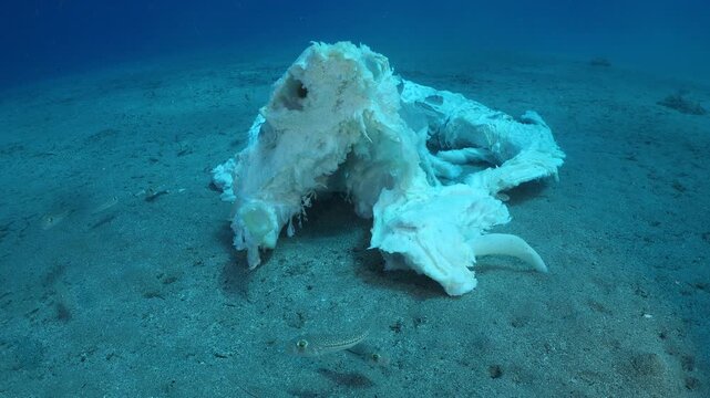 a dead shark underwater eaten by oter fish